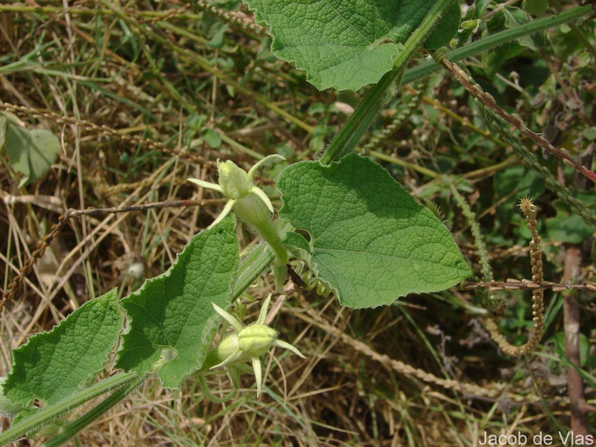 Trichosanthes scabra Lour.